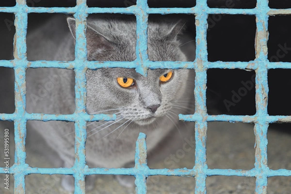 Obraz Maltraitance animale