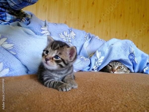 Fototapeta A small tabby kitten lies on the bed and is watched by a cat who is hidden under the duvet