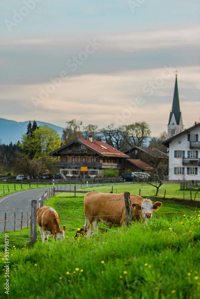 Obraz The most beautiful German village and on the front side brown cows