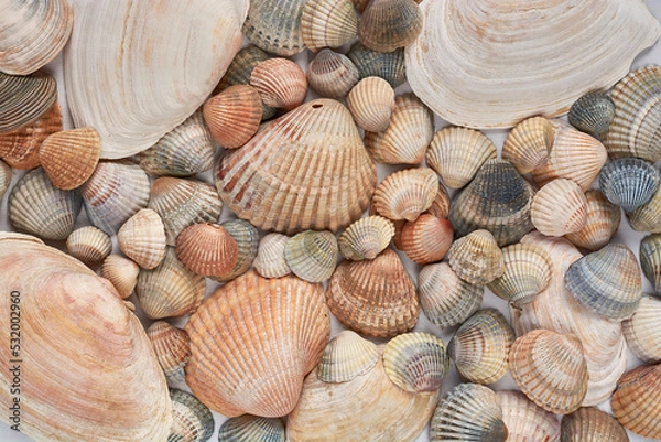 Fototapeta Background image of shells of various sizes and colors.