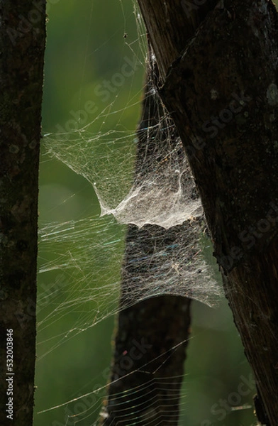 Fototapeta Cobweb in the forest