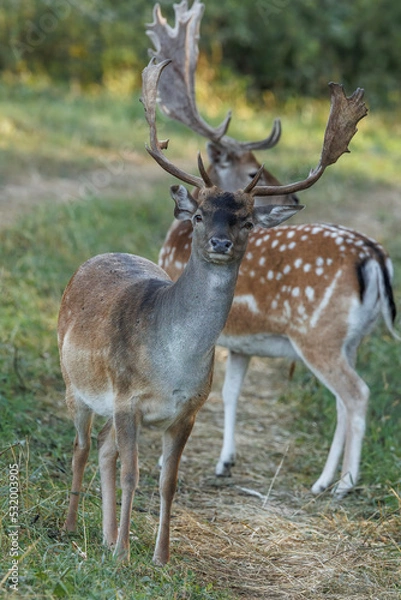 Fototapeta Two European fallow deers (Dama dama) on the meadow