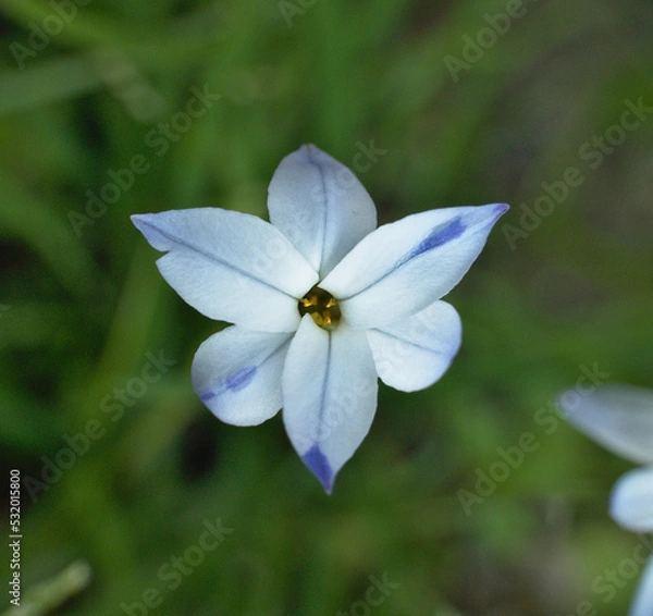 Fototapeta Little star flower Tristagma uniflorum. Pale blue, white and lilac color. Formed by six overlapping petals three by three.