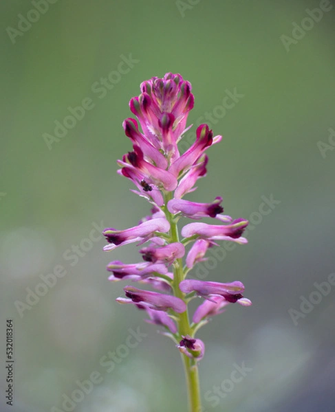 Fototapeta Pink bloom of Fumaria officinalis L.. Used in infusion as a diuretic and laxative.