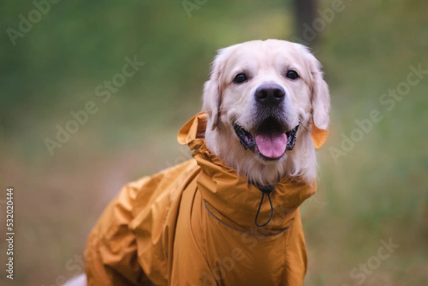 Fototapeta A dog in the woods in the fall. Golden Retriever in yellow raincoat walking in the park. The concept of caring for pets.