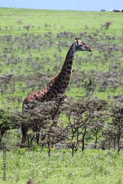 Obraz Giraffe