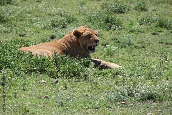 Obraz lion in the grass