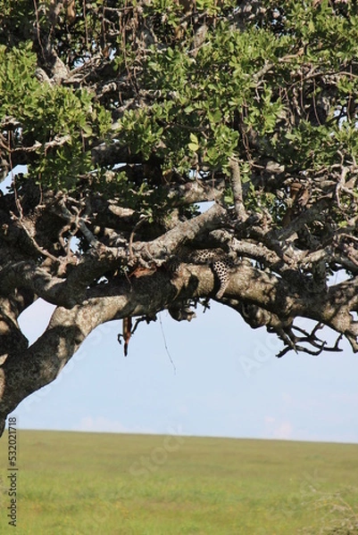 Obraz tree in the woods