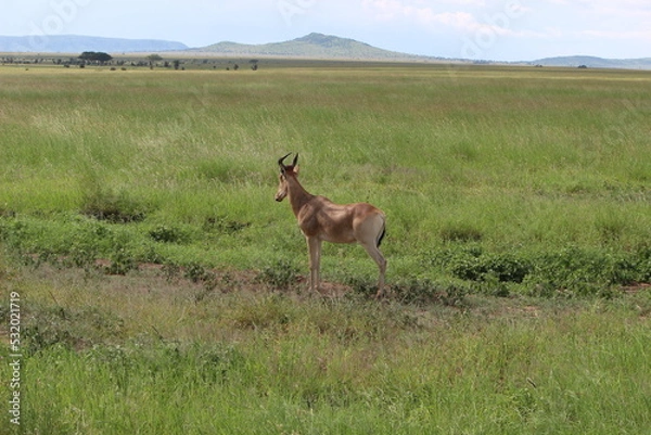 Obraz deer in the field