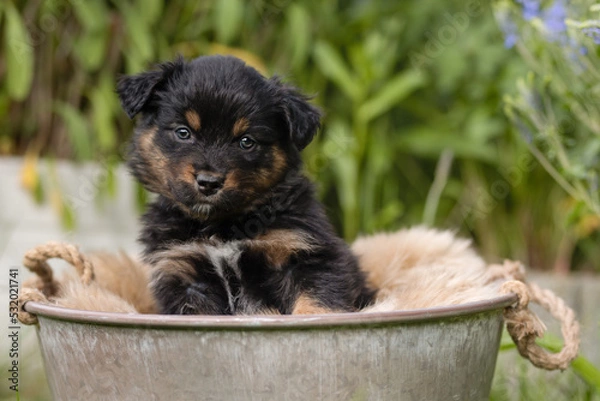 Obraz Australien Shepherd Welpe