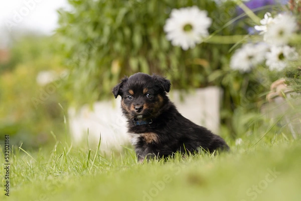 Obraz Australien Shepherd Welpe
