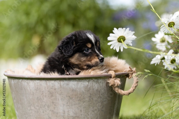 Obraz Australien Shepherd Welpe