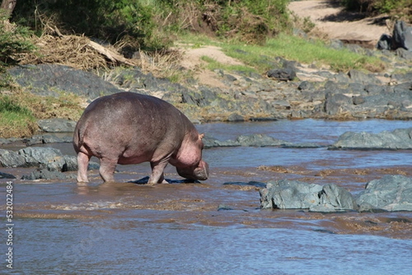 Obraz Hippo