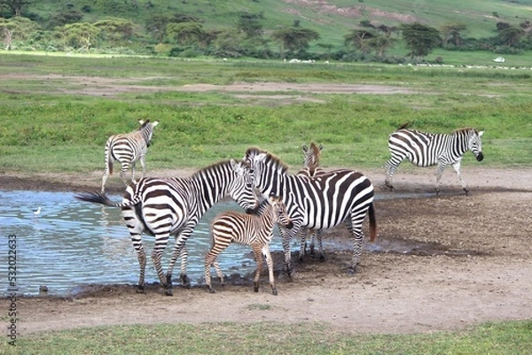 Obraz Zebra
