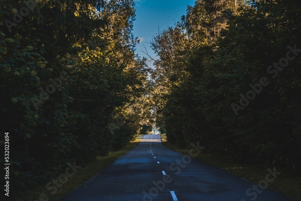 Obraz straight road in the forest