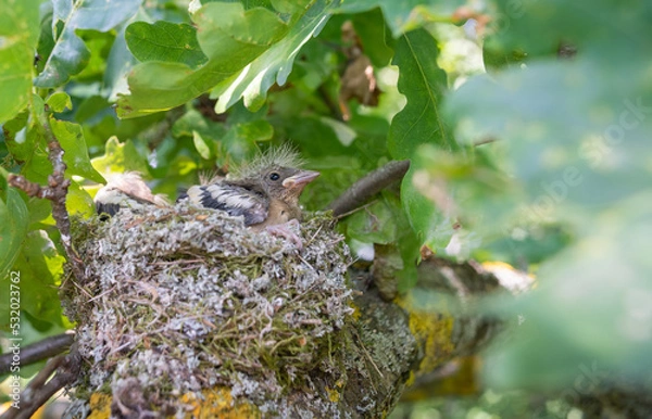 Obraz chicks grow up in the nest