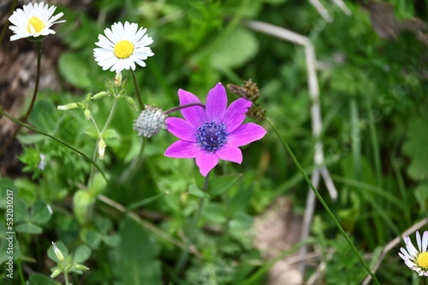 Fototapeta flowers in the field