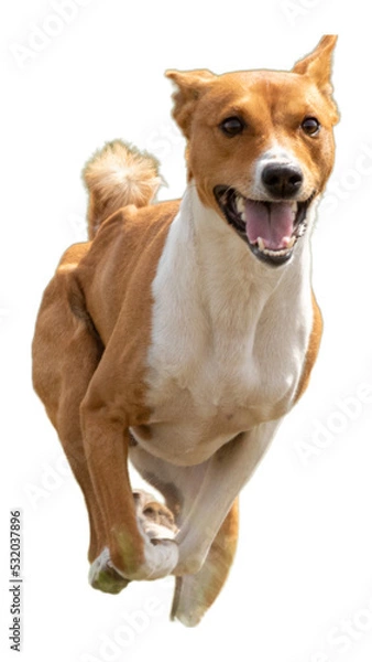 Obraz Young basenji dog looking at camera while running and jumping