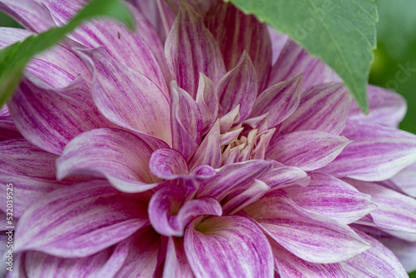 Obraz 'Cafe au Lait Royal' Dahlia