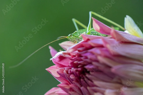 Obraz Long Horned Grasshopper, bush cricket, Fox-tailed Bush Katydid on dahlia.