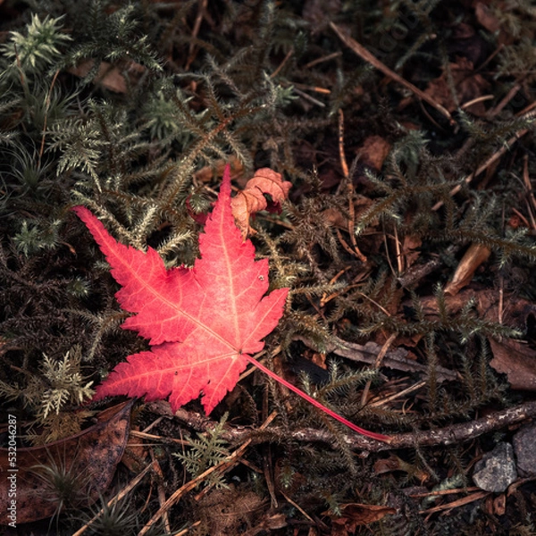Obraz red maple leaf in autumn