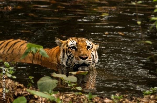 Fototapeta Beautiful Bengal tiger relaxing in forest pool.