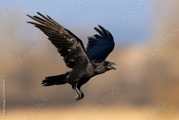 Fototapeta Common raven, corvus corax, flying with open beak in autumn nature illuminated by evening sun. Black bird with dark metallic feathers in the air with trees in background.