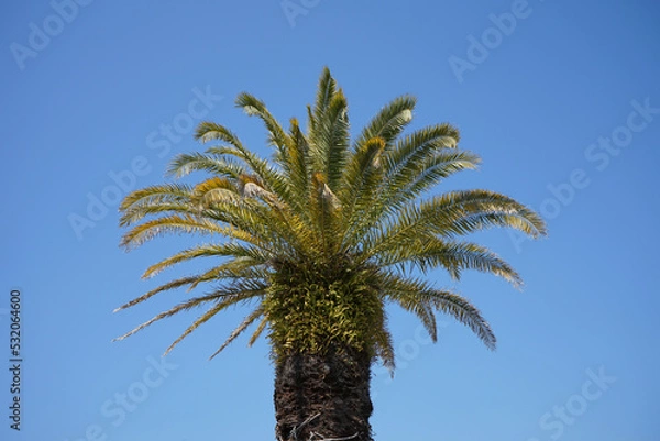 Obraz ソテツの木