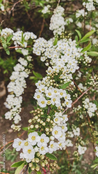 Fototapeta Nature of the Far East. Flowering of decorative deciduous shrub. Spirea