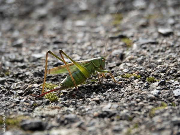 Obraz キリギリス