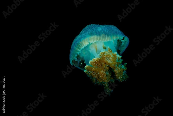 Obraz Saltwater Jellyfish floating diagonally in water isolated over black background