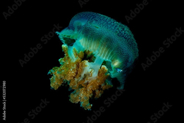 Obraz Saltwater Jellyfish closeup floating in water isolated over black background