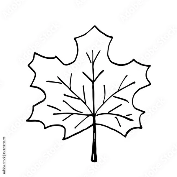 Fototapeta Simple black outline vector drawing. Maple leaf isolated on white background. Sketch in ink.
