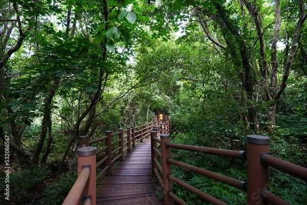 Obraz dense wild forest with walkway