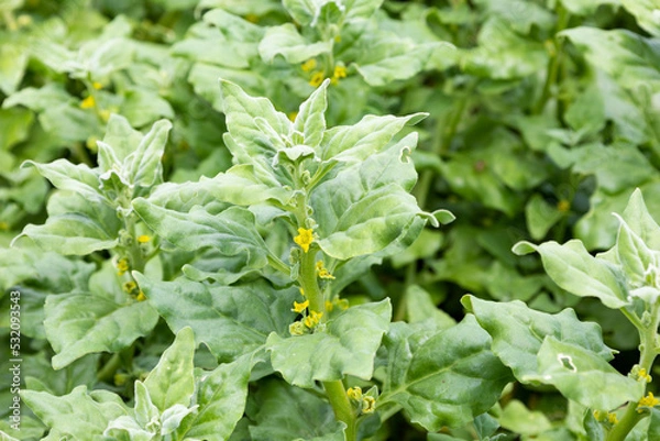 Obraz ツルナ　（蔓菜、Tetragonia tetragonioides） 葉や若いく茎が食用　