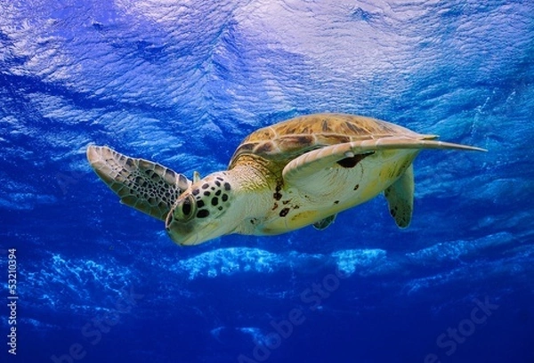 Fototapeta Green Sea Turtle swimming in the ocean