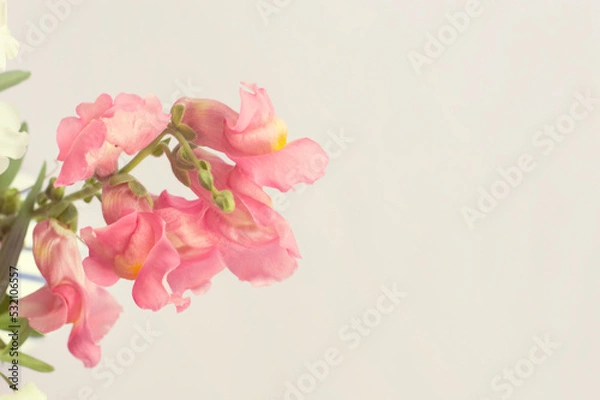 Obraz Peach-colored flower Antirrhinum majus on a beige background. Floral background.