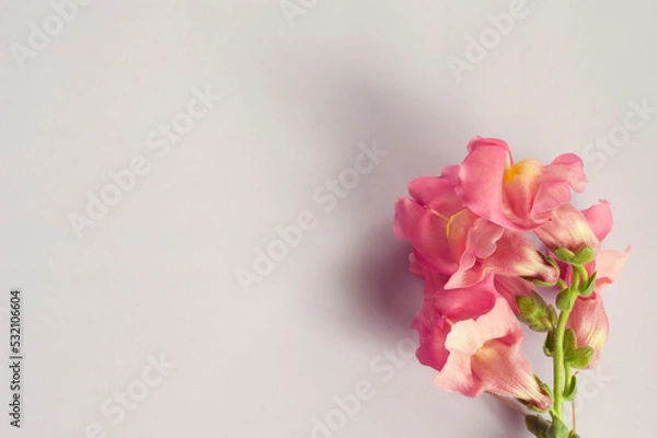 Obraz Peach-colored flower Antirrhinum majus on a beige background. Floral background.