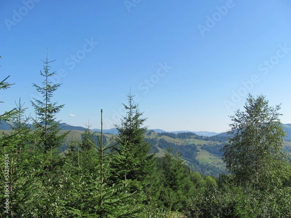 Obraz pine trees in the mountains