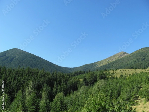 Obraz forest in the mountains