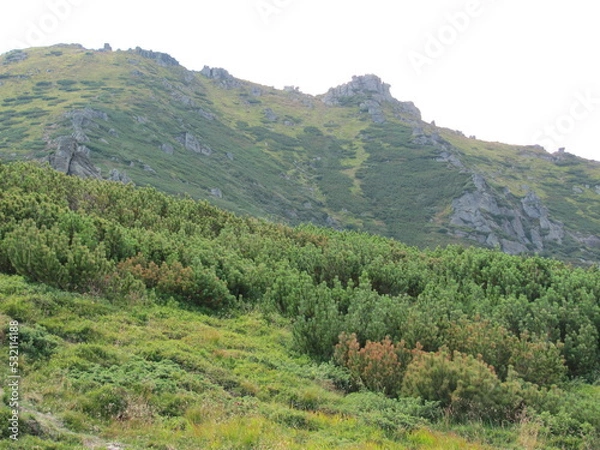 Obraz forest in the mountains