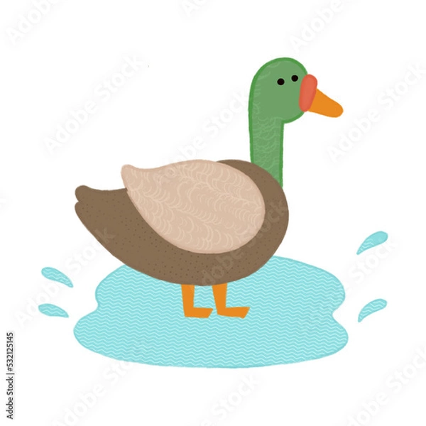 Fototapeta mallard duck standing in water handdrawn kids illustration