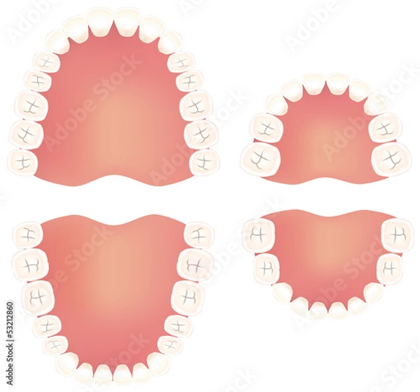 Obraz 永久歯と乳歯のイラスト