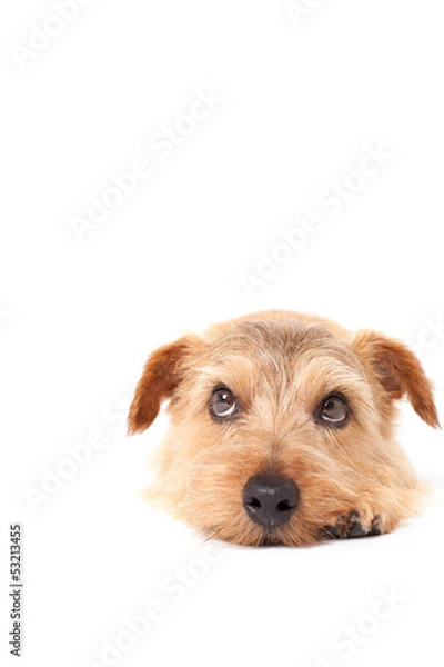 Fototapeta 考えるノーフォークテリア