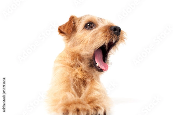 Fototapeta 口を開けるノーフォークテリア