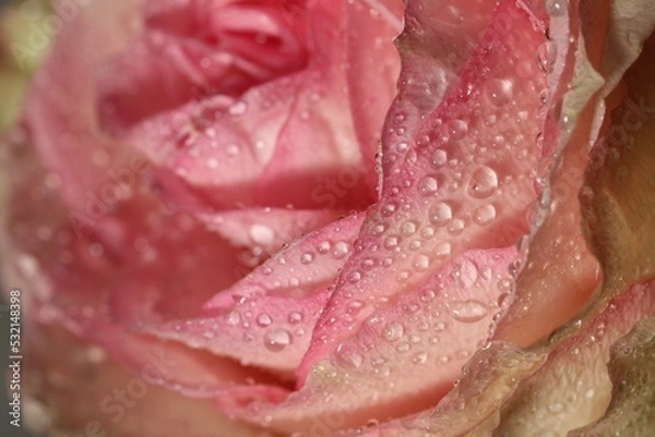 Obraz Closeup view of beautiful blooming pink rose with dew drops as background