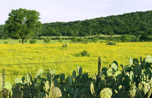 Obraz prickly pear everywhere