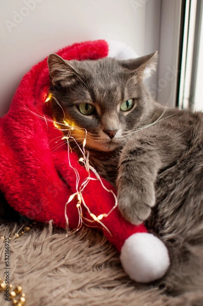 Fototapeta a grey cat is lying on a red Christmas hat next to a golden garland
