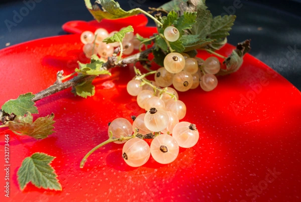 Fototapeta A bunch of white currant berries with leaves on a red plastic plate