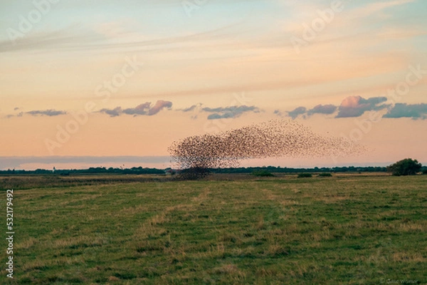Obraz sort sol in the marshlands